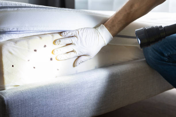 Professional Pest Control in Lennox, CA