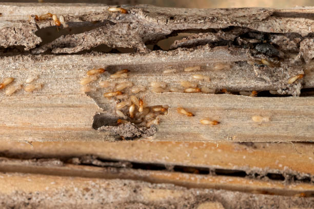 Best Local Pest Control Services  in Lennox, CA